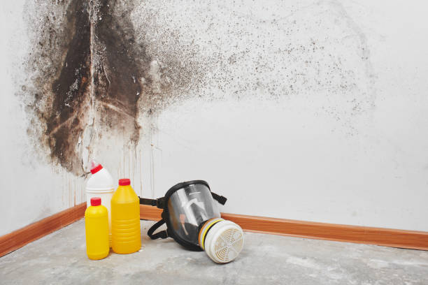 Trainer, PA Mold Removal Company