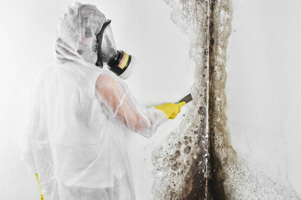Certified Mold Removal in Trainer, PA