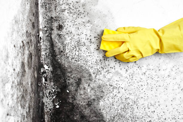 Best Best Mold Removal Companies  in Trainer, PA