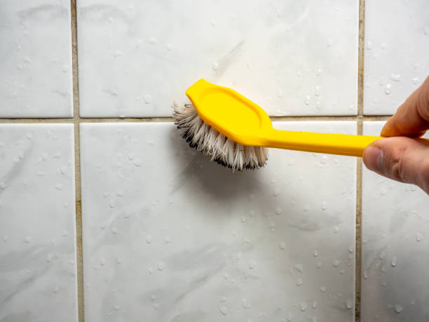 Best Fast Mold Removal  in Trainer, PA