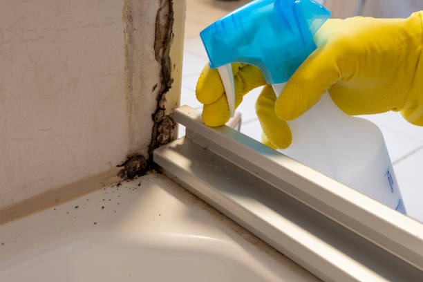 Best Residential Mold Removal  in Trainer, PA