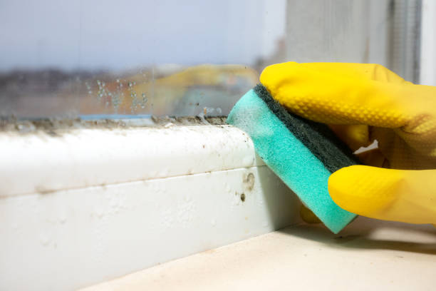 Best Attic Mold Removal  in Trainer, PA
