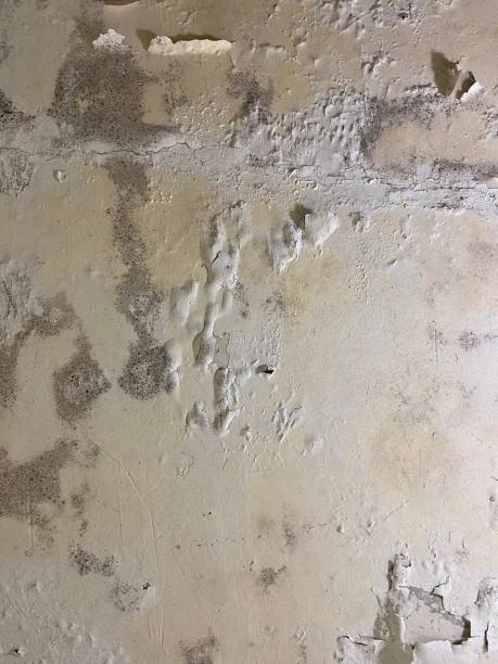 Office Mold Removal Services in Trainer, PA